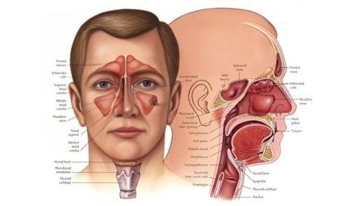 ent supriya hospital mysore